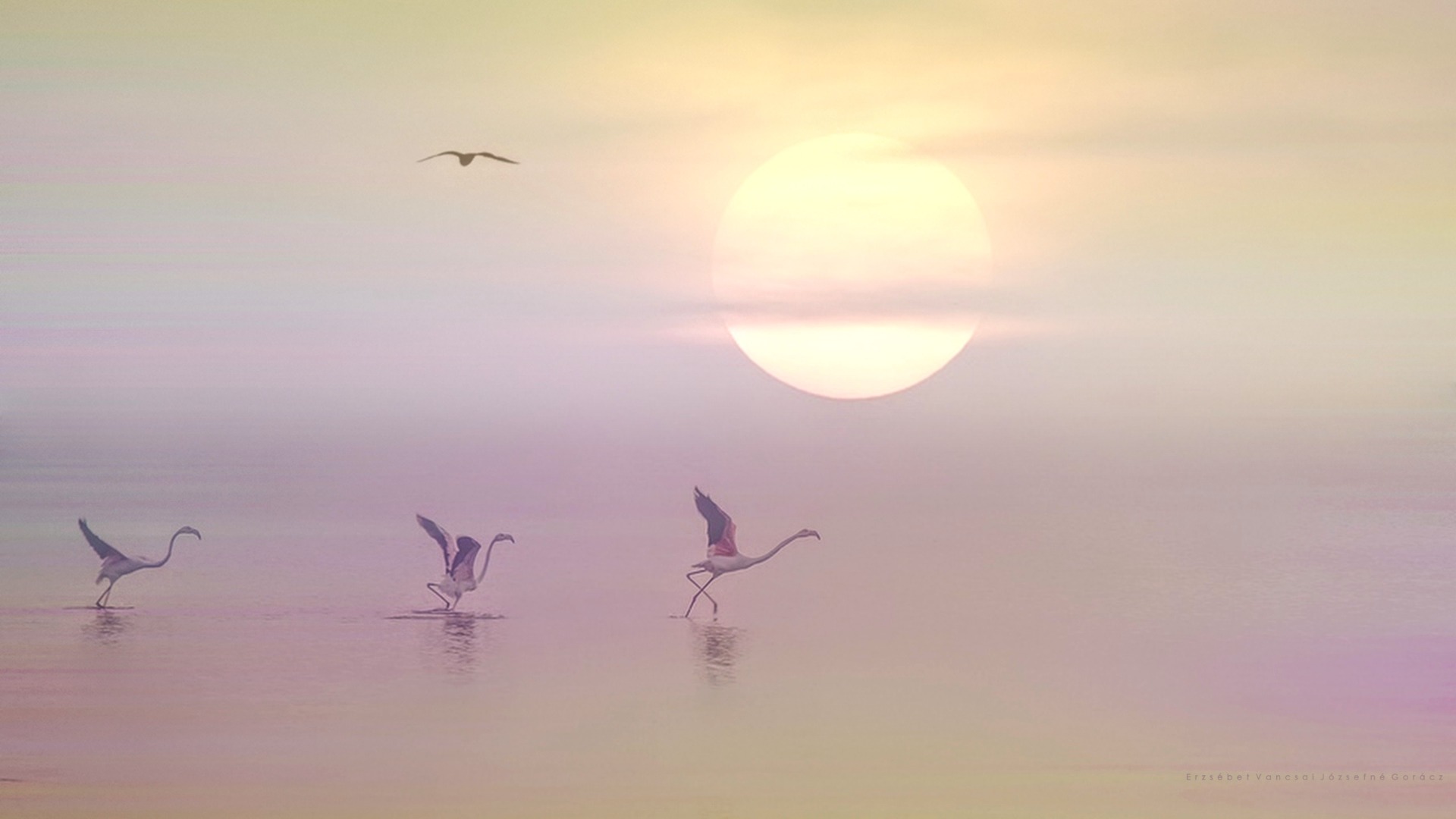 Menekülnek a Flamingók