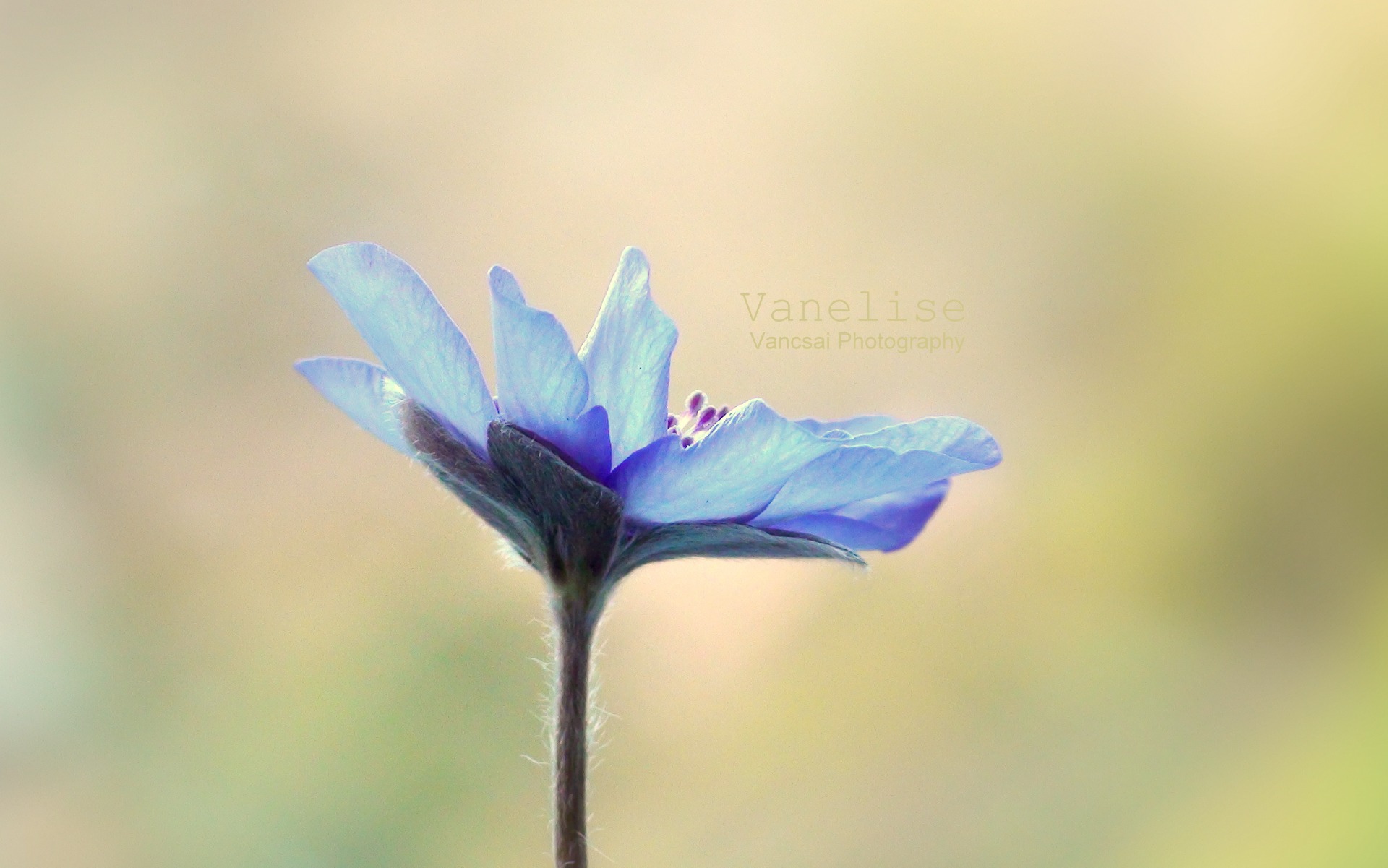 Nemes Májvirág "Hepatica nobilis" 