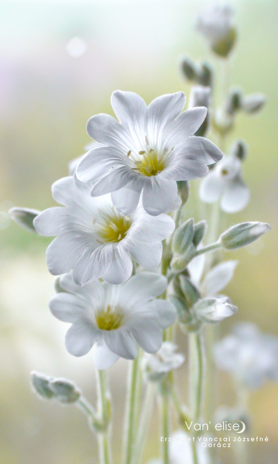 Molyhos Madárhúr "Cerastium tomentosum"