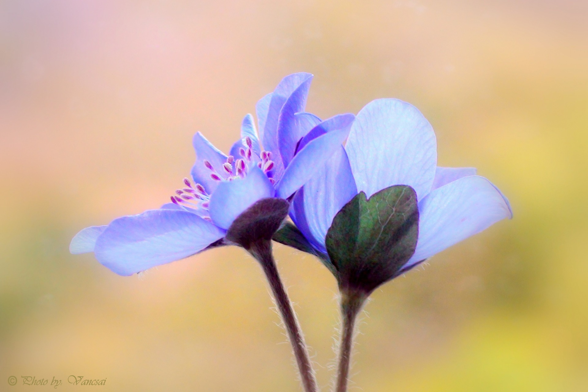 Nemes Májvirág "Hepatica nobilis"