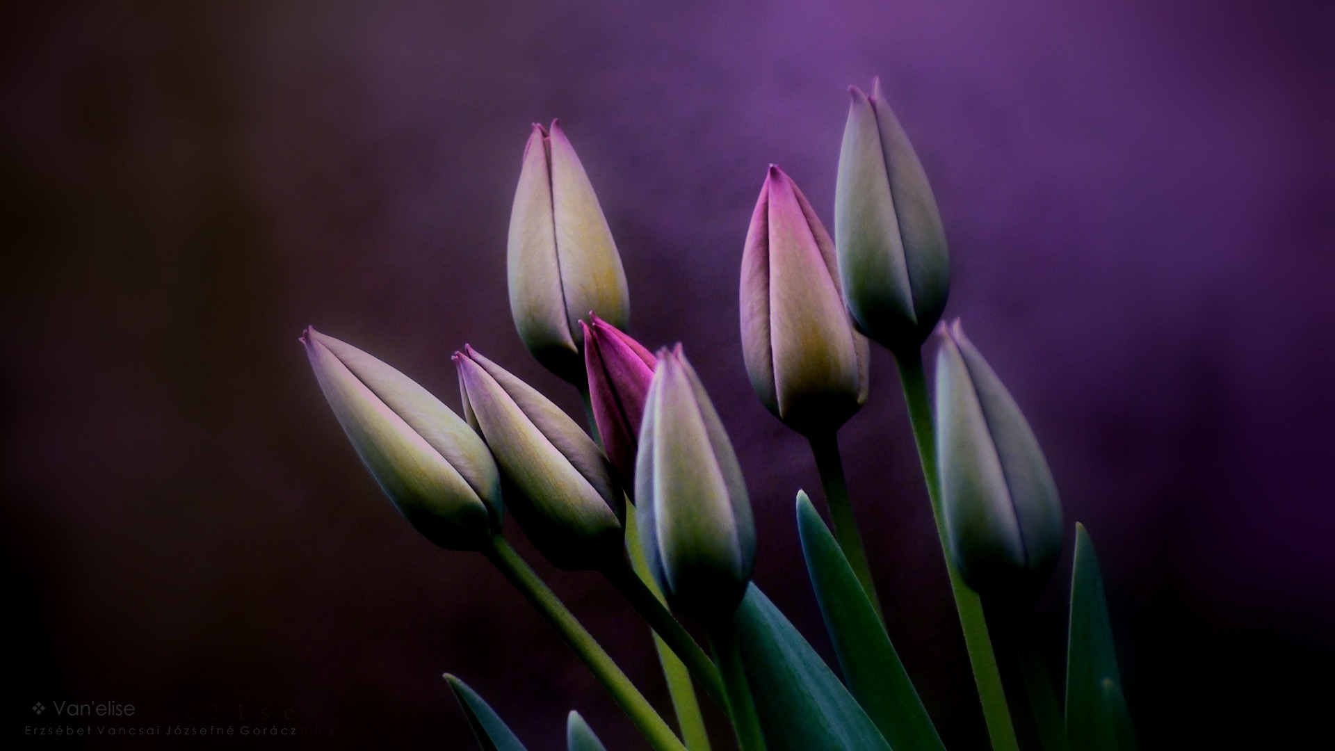 Tulipán bimbók 