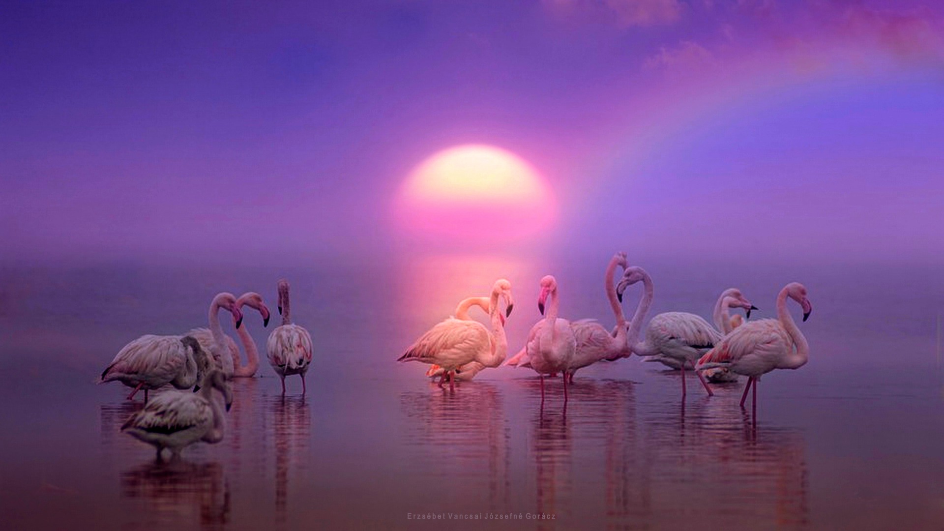 Flamingó csapata a naplementében