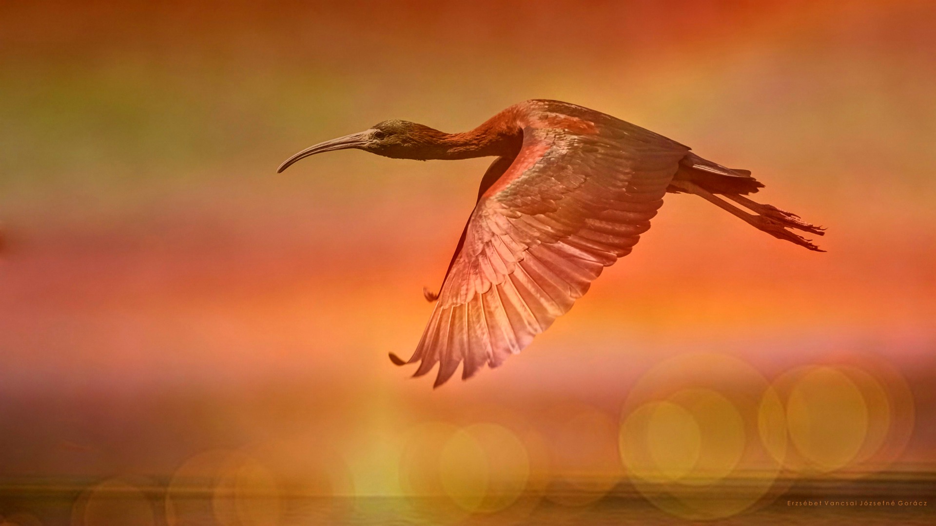 Glossy ibis _ Plegadis falcinellus