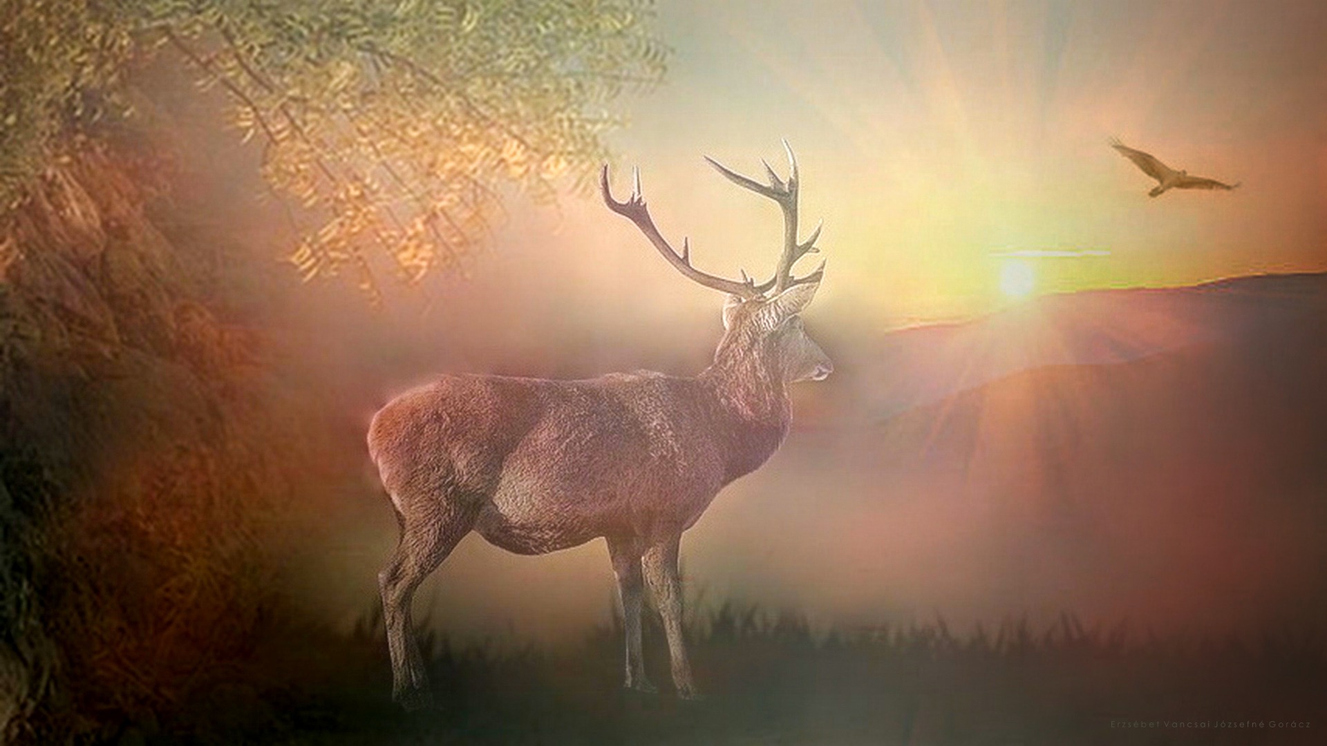 Wonderful nature and the Deer