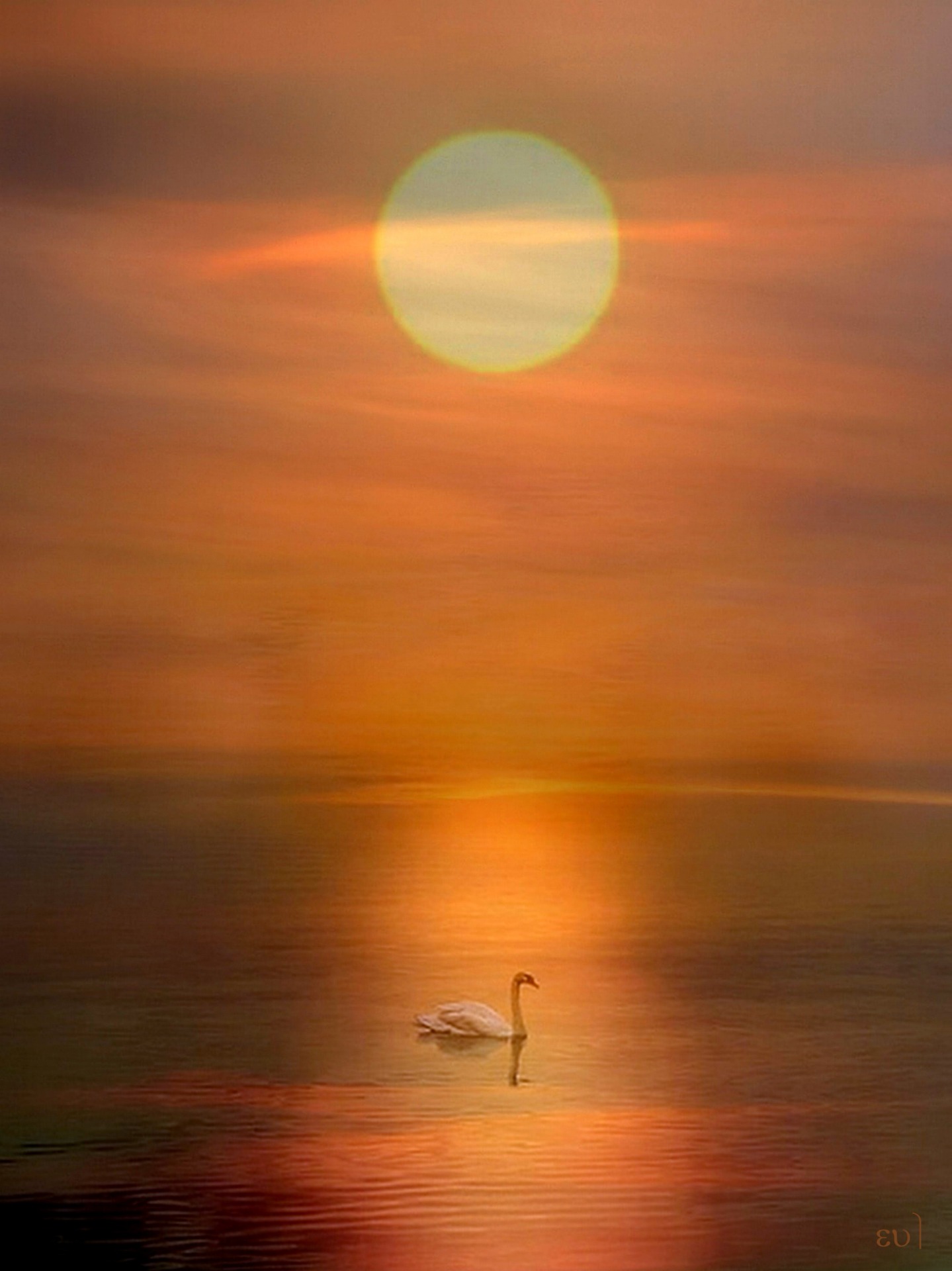 Swan in the sunshine