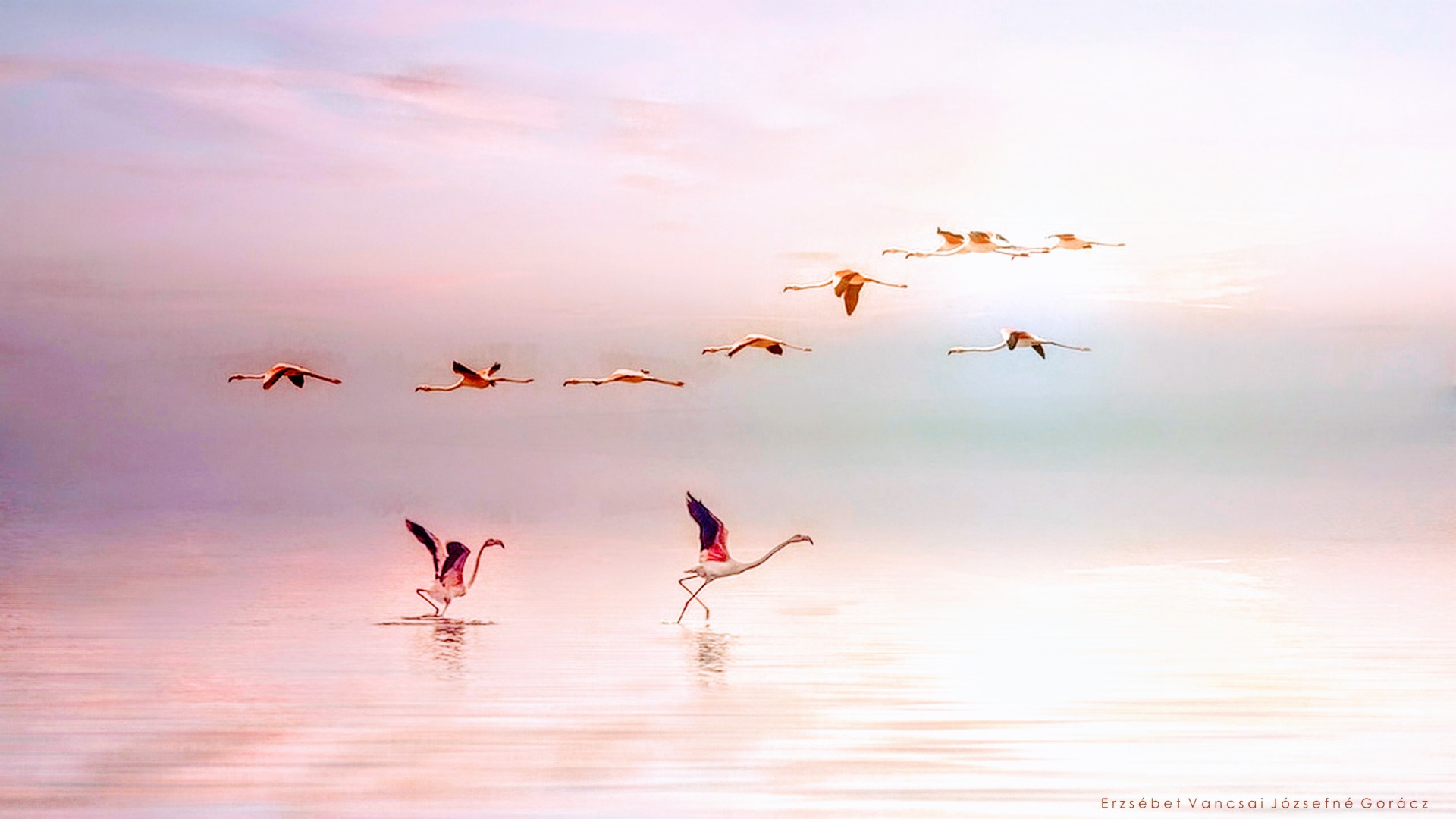 Flight of flamingos