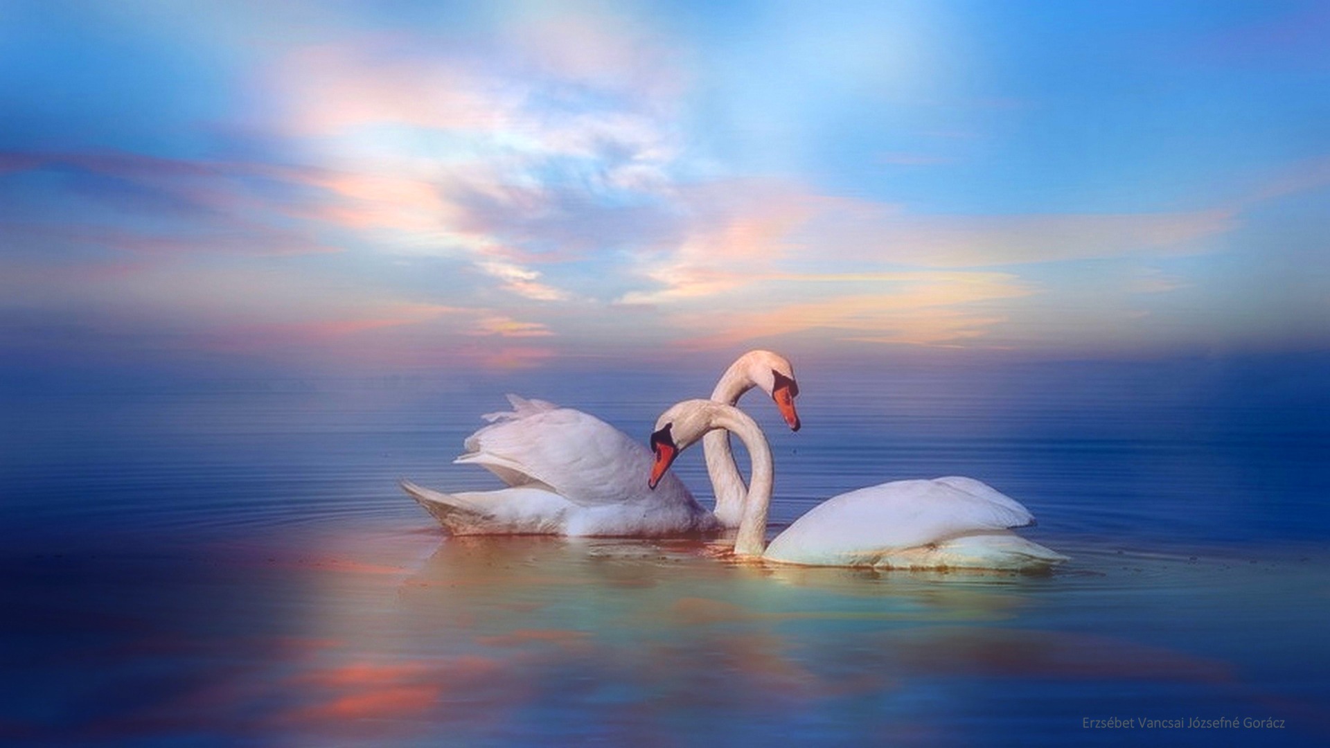 Swan pair / 2.